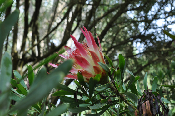 Protea repens