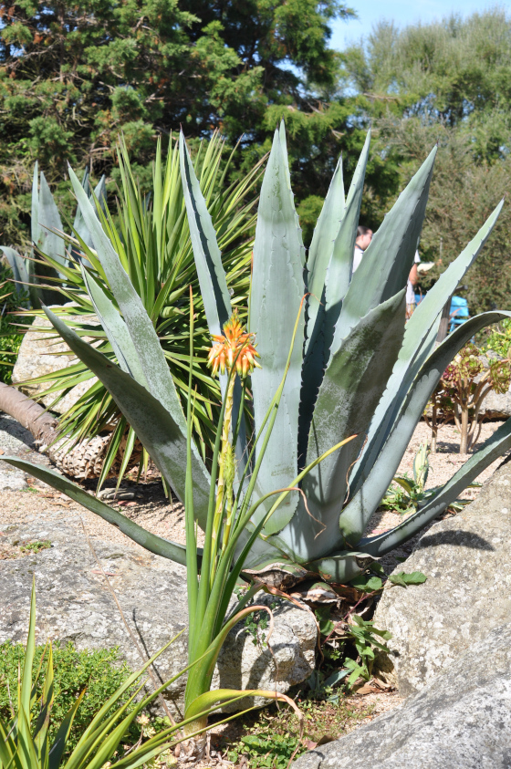 Aloe cooperi