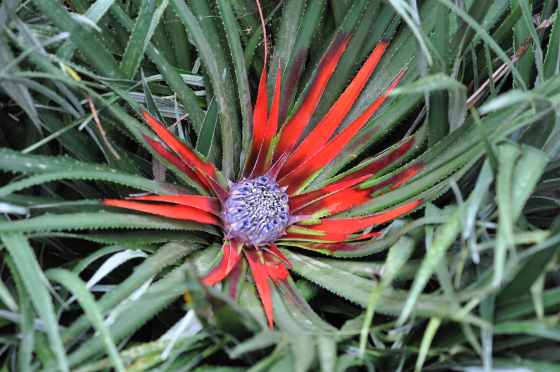Fascicularia bicolor en fleur