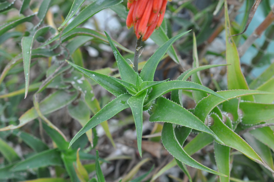 Feuillage d'Aloe ciliaris