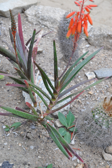 Feuillage d'Aloe hazeliana var. howmanii