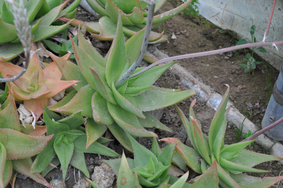 Rosette d'Aloe horombensis ssp. fallax