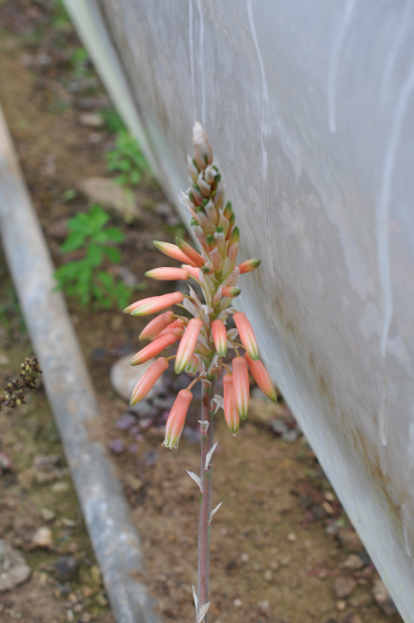 Aloe horombensis ssp. fallax