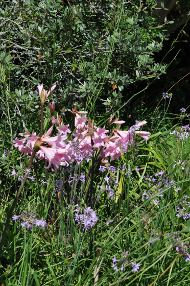 Floraison d'Amaryllis belladonna.