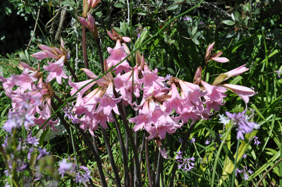 Fleurs d'Amaryllis belladonna.