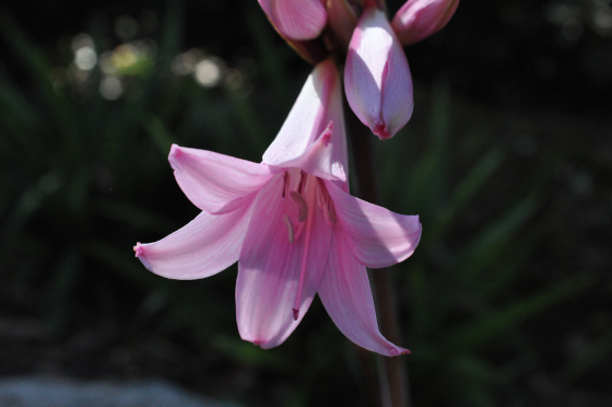 Fleur d'Amaryllis belladonna.