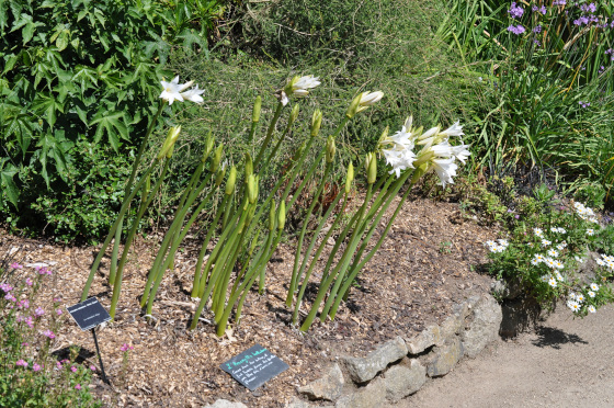 Floraison d'Amaryllis belladonna 'White Queen'.