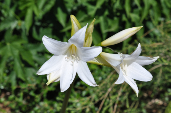 Fleurs d'Amaryllis belladonna 'White Queen'.