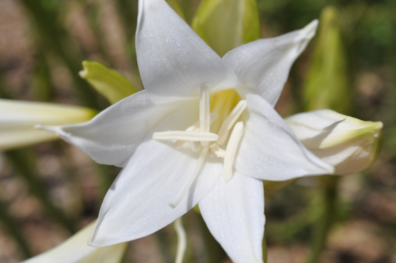 Fleur d'Amaryllis belladonna 'White Queen'.
