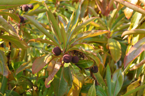 Fruits et feuilles d'Arbutus canariensis