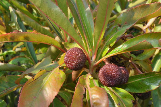 Fruits d'Arbutus canariensis