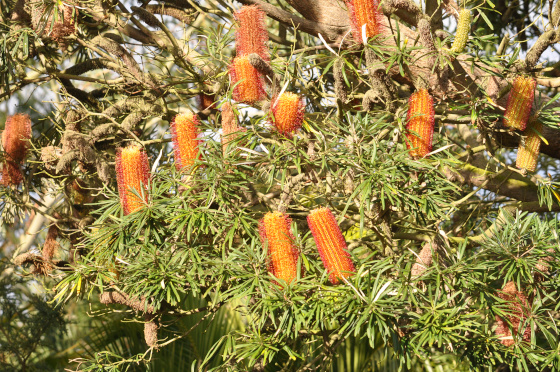 Inflorescences de Banksia seminuda