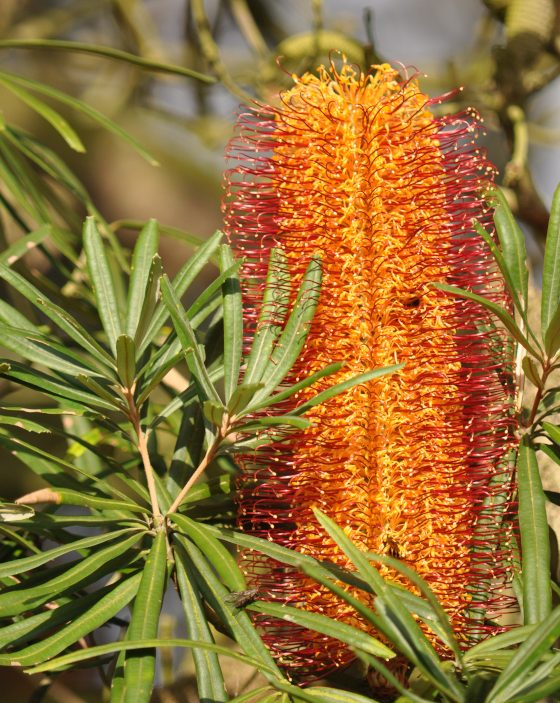 Inflorescence de Banksia seminuda