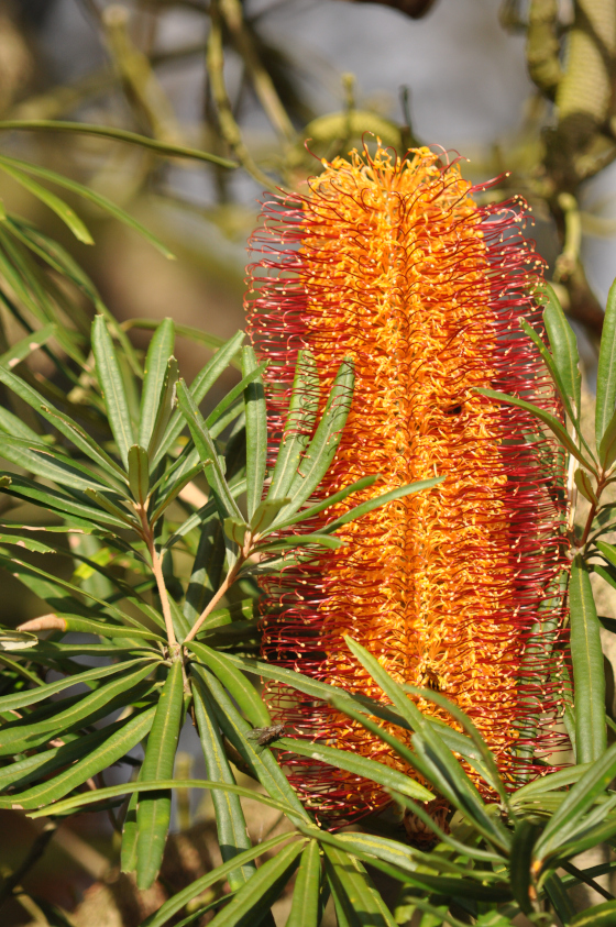 Inflorescence de Banksia seminuda