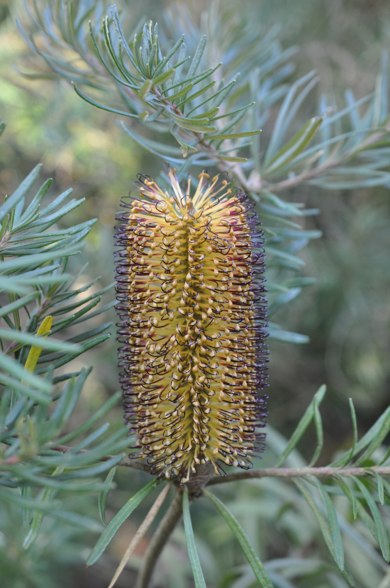 Inflorescence de Banksia spinulosa