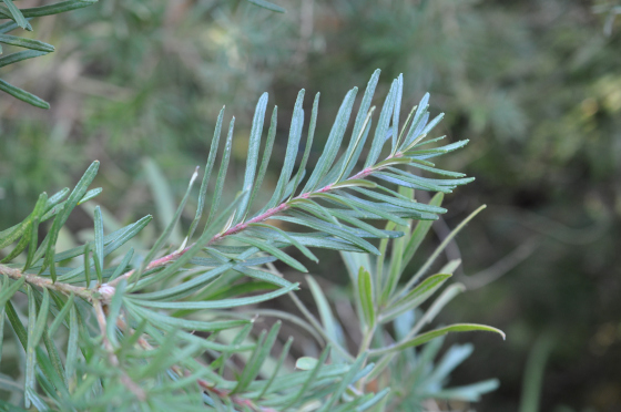 Feuillage de Banksia spinulosa