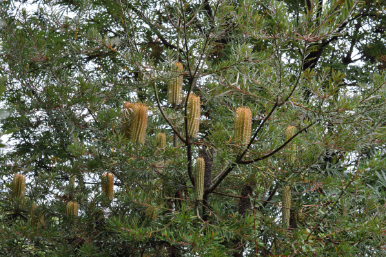 Inflorescences de Banksia spinulosa var. cunninghamii