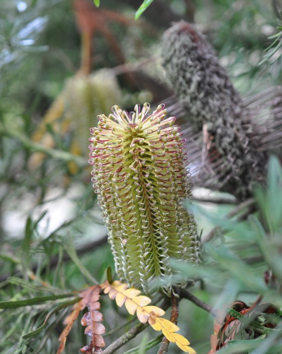 Inflorescence de Banksia spinulosa var. cunninghamii