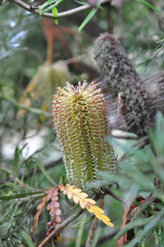 Inflorescence de Banksia spinulosa var. cunninghamii