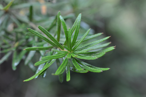 Feuillage de Banksia spinulosa var. cunninghamii