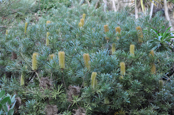 Banksia spinulosa var. collina 1
