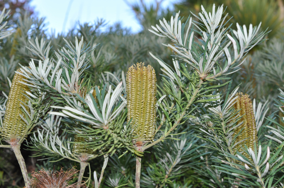 Banksia spinulosa var. collina 2