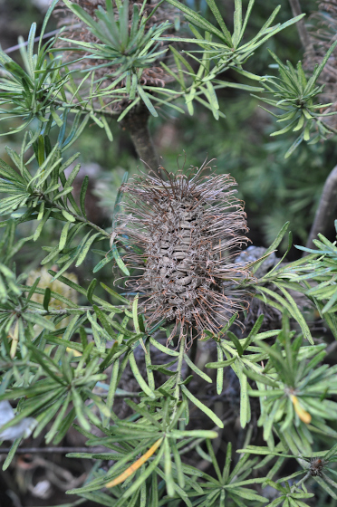 Fruits de Banksia spinulosa var. collina