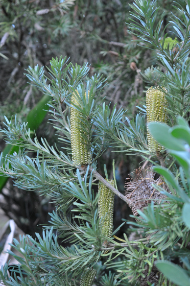 Banksia spinulosa var. collina 3