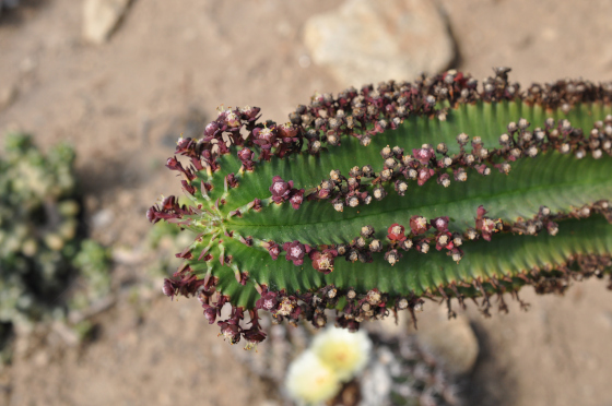 Tiges d'Euphorbia polygona