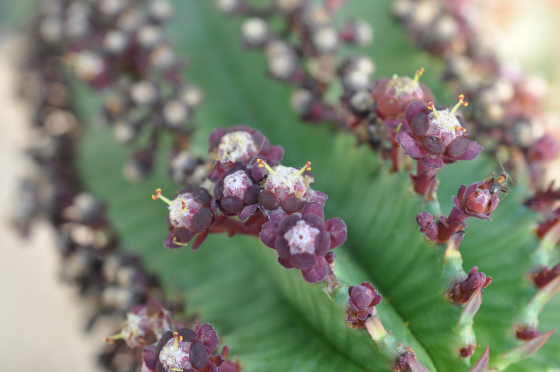 Fleurs d'Euphorbia polygona