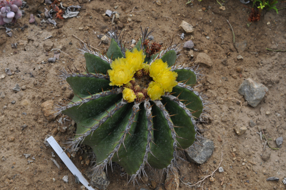 Plant de Ferocactus schwarzii