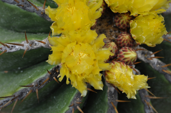 Fleurs de Ferocactus schwarzii