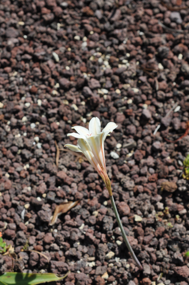 Fleurs de Gladiolus monticola.