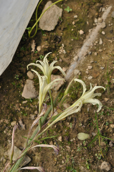 Fleurs de Gladiolus undulatus