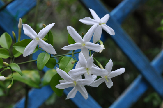 Fleurs de Jasminum azoricum
