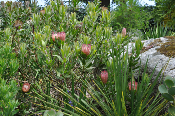 Protea burchellii