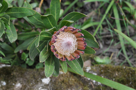 Inflorescence de Protea burchellii