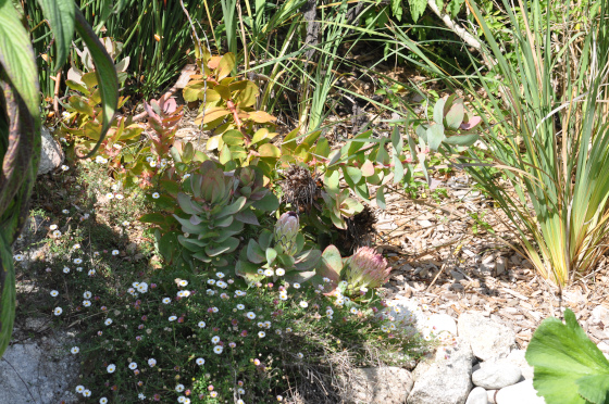 Protea eximia