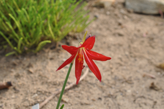 Fleur de Rhodophiala bifida.