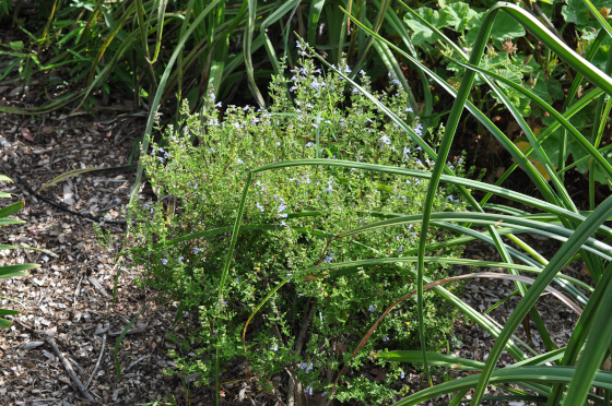 Salvia namaensis