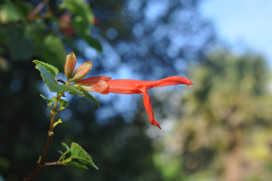 Fleur de Salvia regla