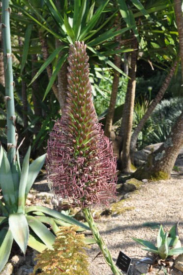 Inflorescence d'Agave mitis