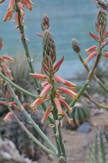 Inflorescence d'Aloe shadensis