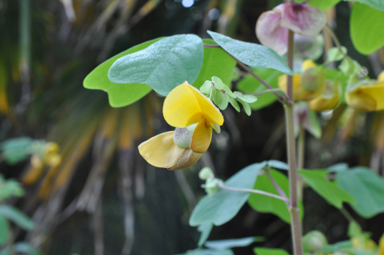 Fleur d'Amicia zygomeris