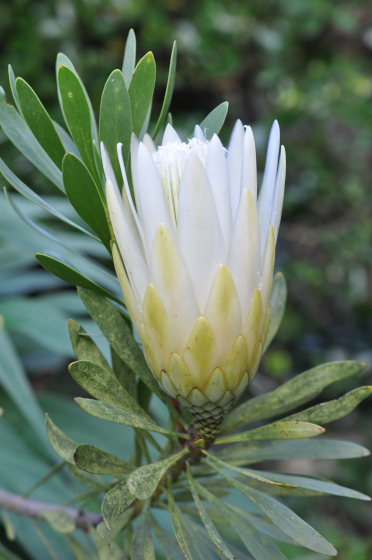 Inflorescence de Protea repens 'White'
