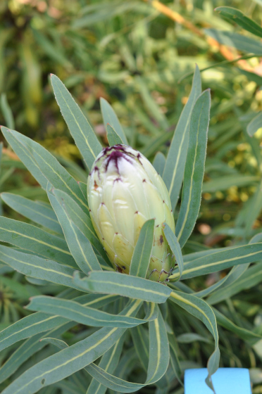 Protea neriifolia 'Limelight' 3