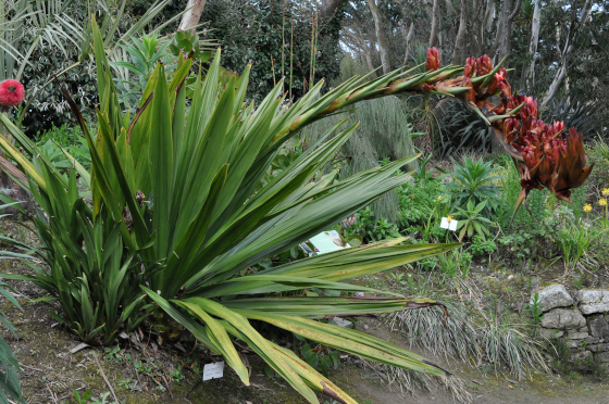 Doryanthes palmeri 1