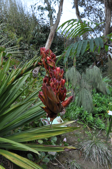 Doryanthes palmeri 2