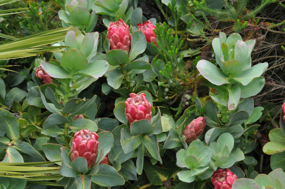 Protea grandiceps 2