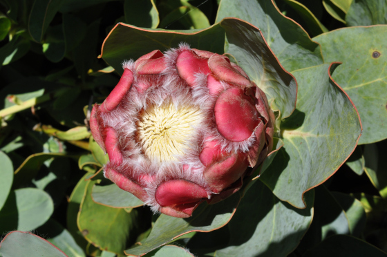 Protea grandiceps 3